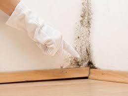 Why You Should Choose Our Mold Remediation Services in Lititz, PA